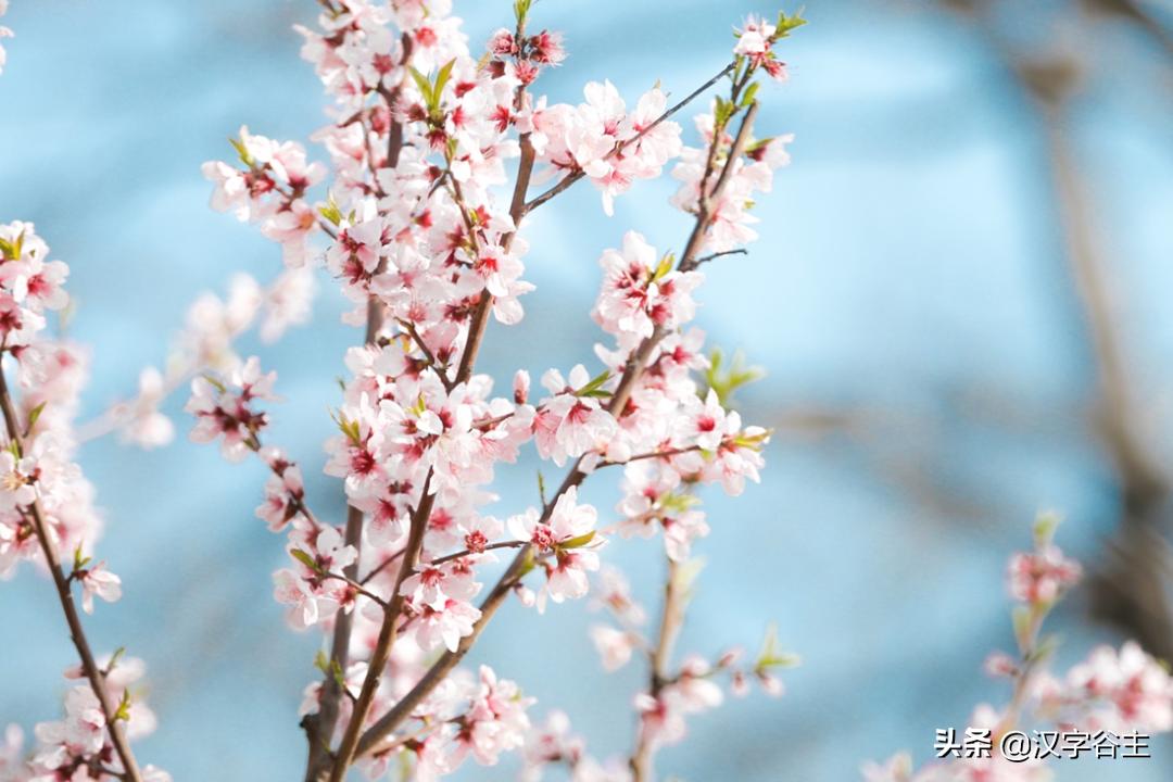 惊蛰惊动了哪些虫子,惊蛰惊虫