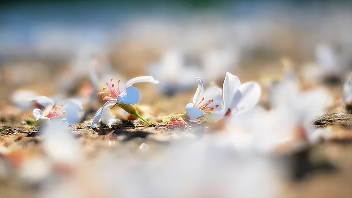 广州鹤之洲湿地公园游玩攻略简介,增城凤凰古城一日游最佳去处