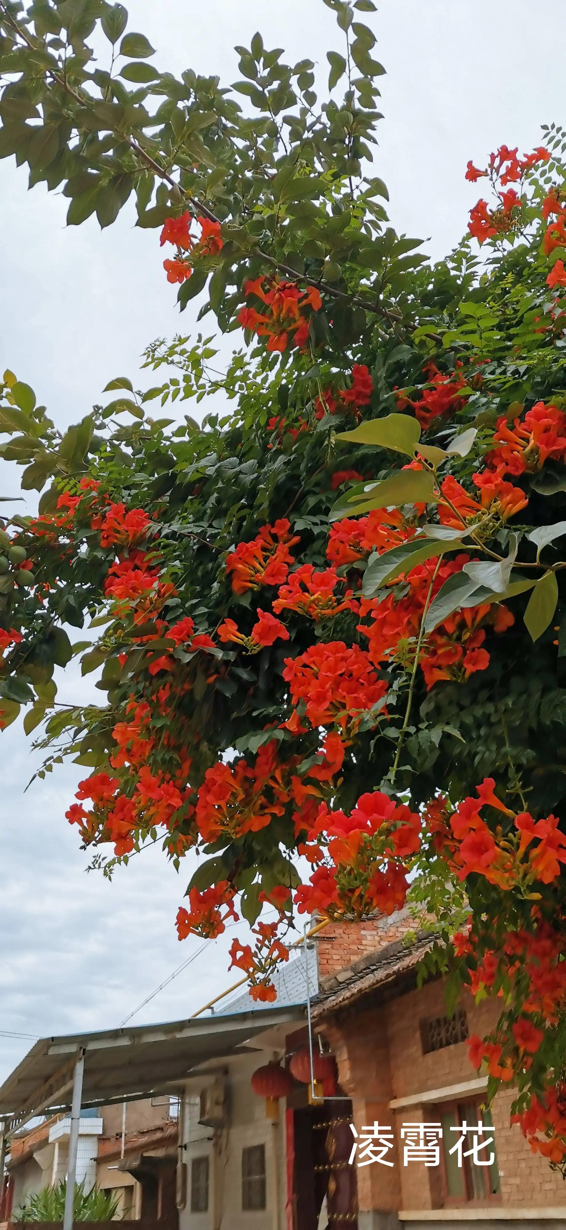 100种花草图片欣赏,50种花草图片大全