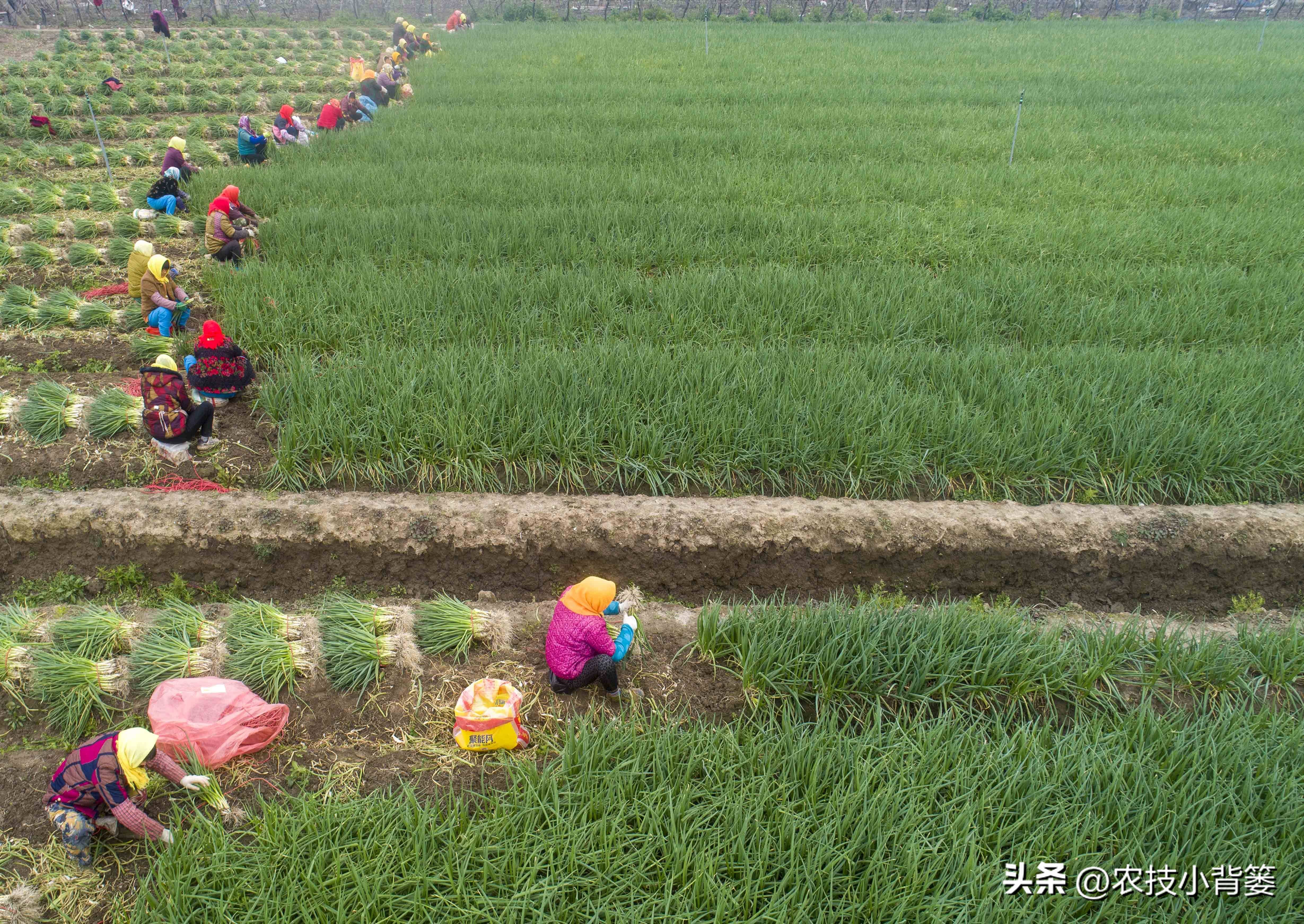 小香葱的种植方法与时间,小香葱播种多久可以采收