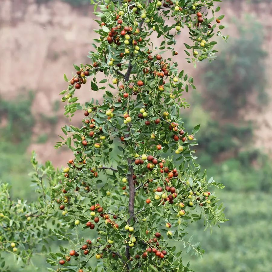 农村常见野生植物你都认识吗,农村常见植物野果