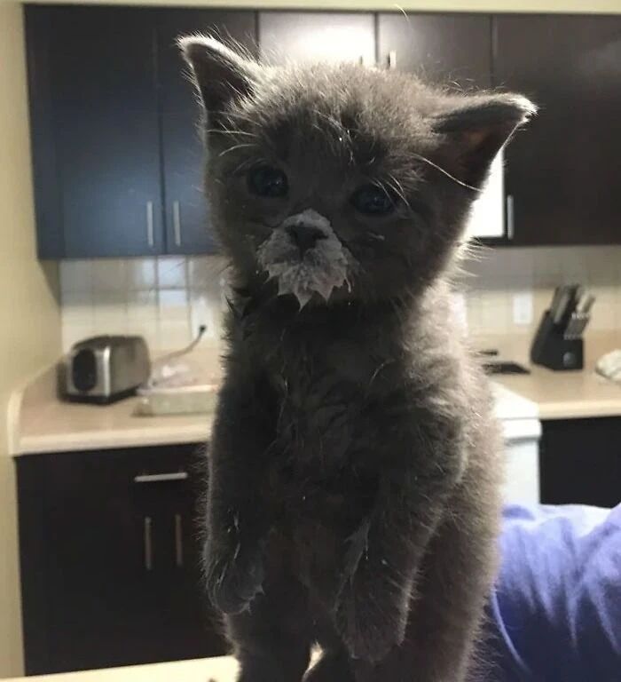 呆萌可爱的动物图片,卡通动物图片大全可爱