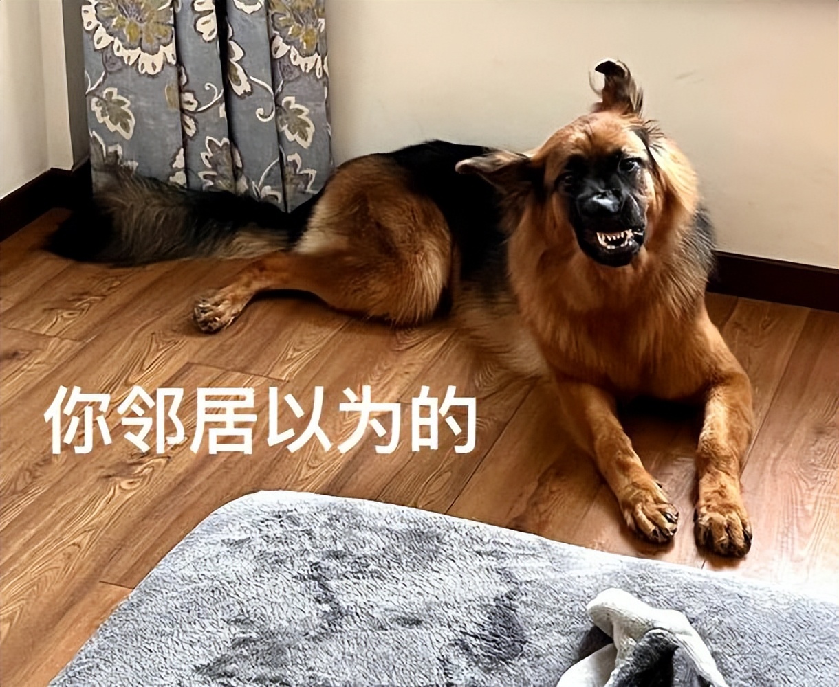 为什么德牧不适合家养,为什么德牧犬不看家护院