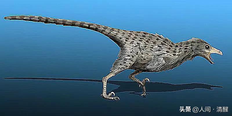 有羽毛的恐龙化石是什么样子的,有羽毛的恐龙的化石的样子