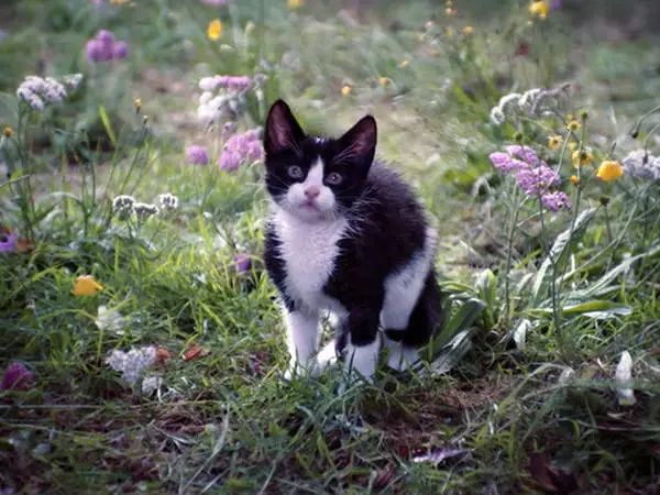 顶级猫奴！天才画家用余生为亡妻画猫，却被送进精神病院…