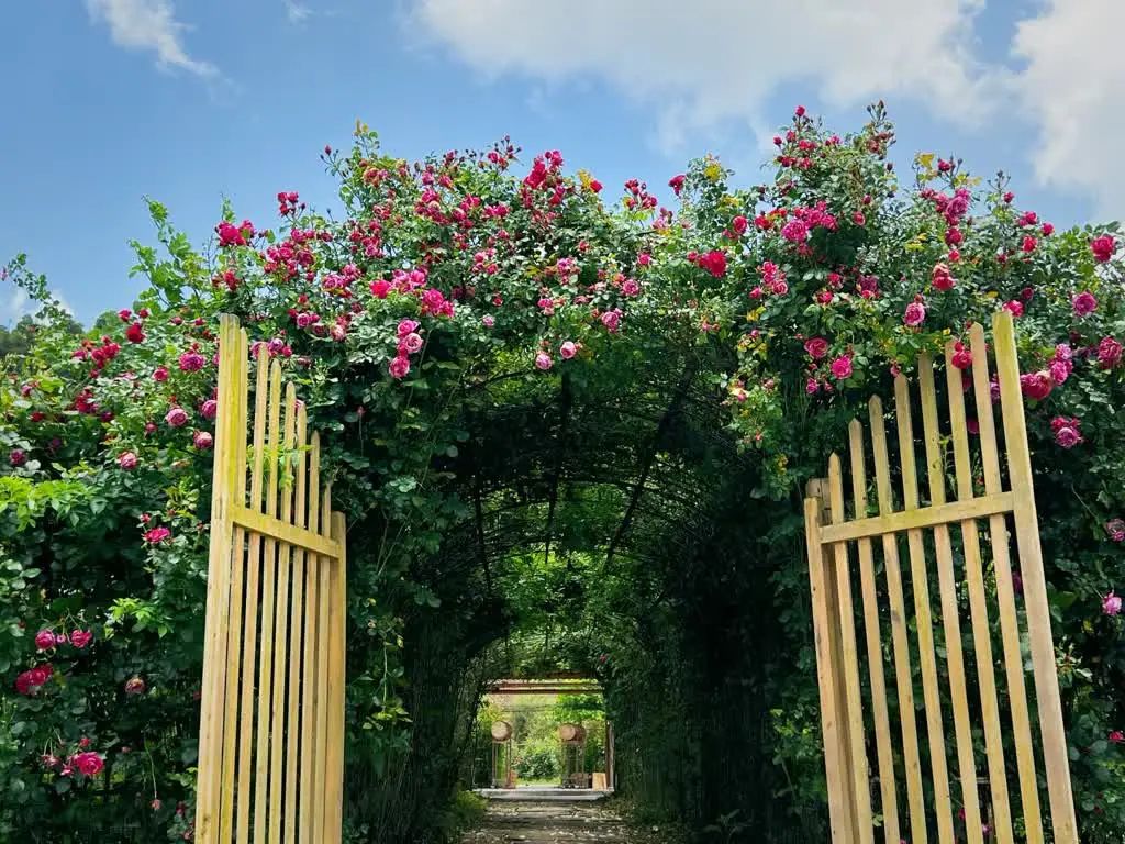 大寨玫瑰花海迷宫,花海迷宫大寨