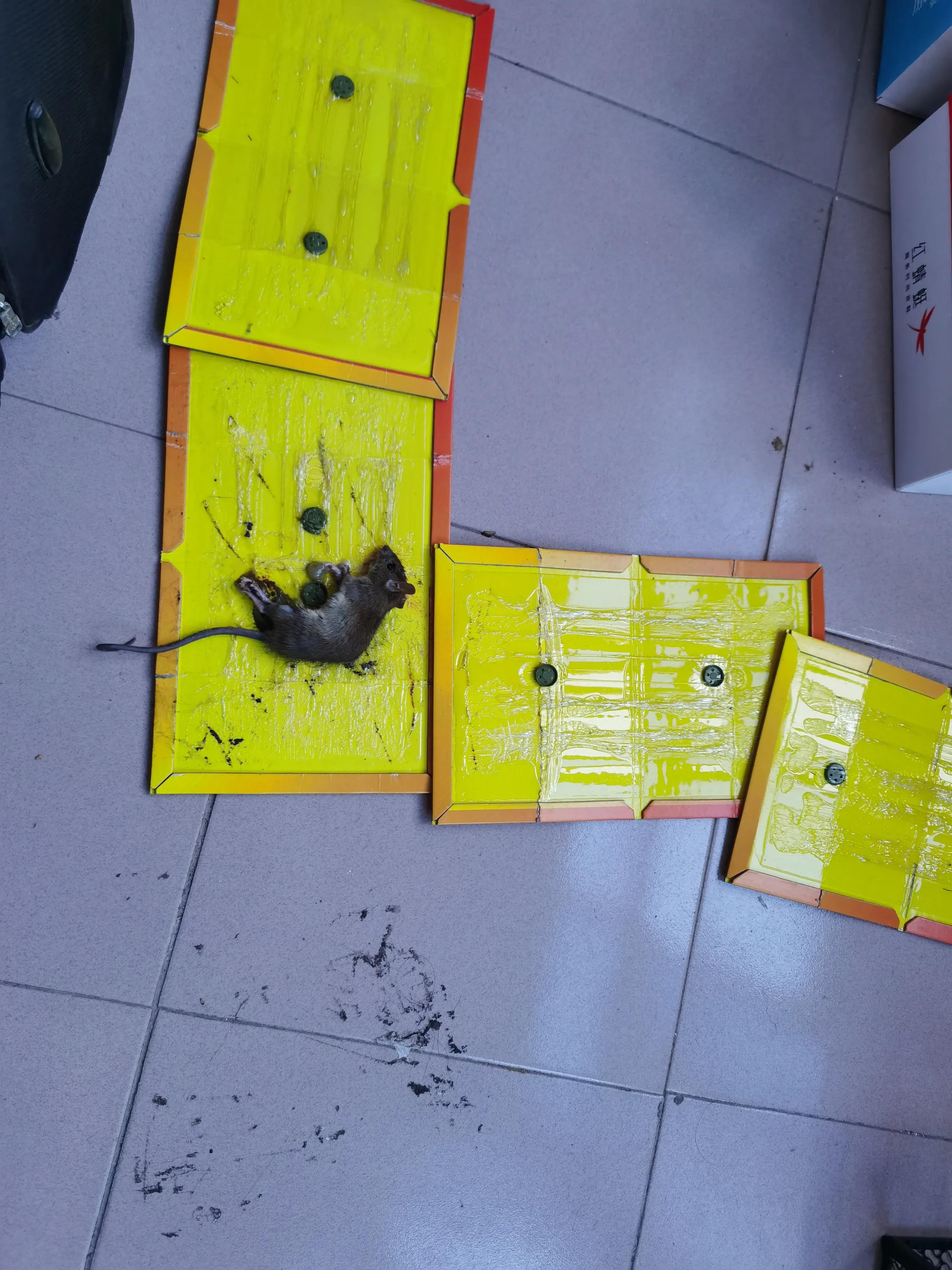 灭鼠的100种方式,专业灭鼠公司一般灭鼠都用啥方法