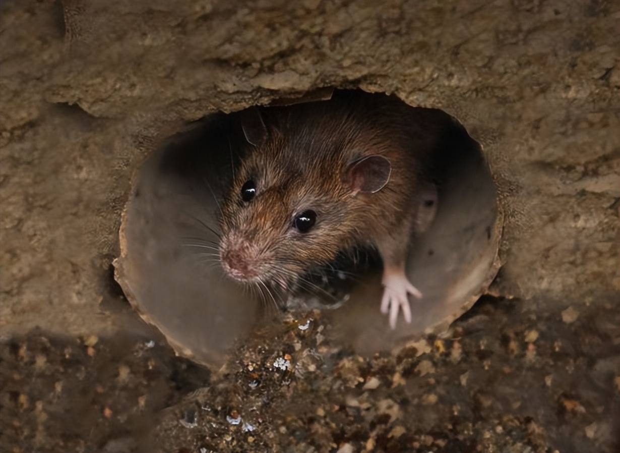 老鼠灭绝了会对生态造成影响吗,老鼠灭绝的地方