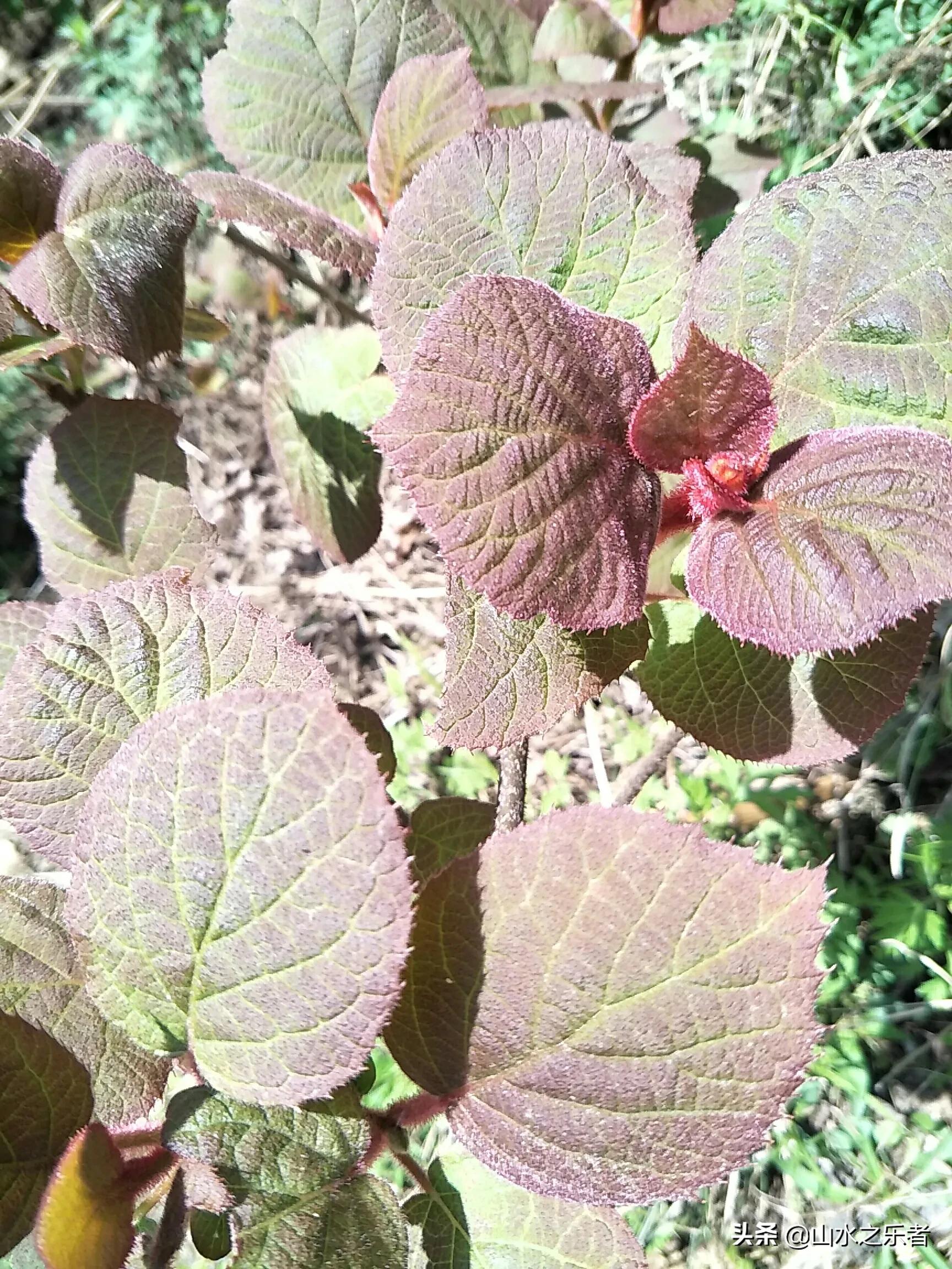 大峪穿越嘉午台,大峪穿越终南山