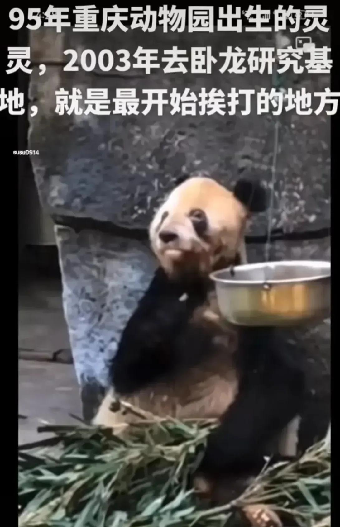 熊猫界几大家族,熊猫的种类有多少种