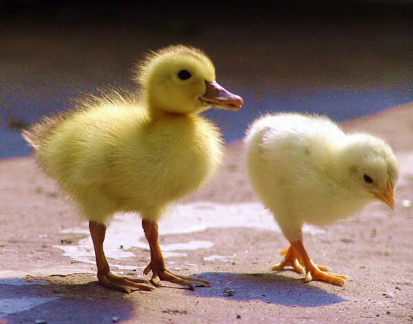 魔人哈兰德母亲,魔人哈兰德经历