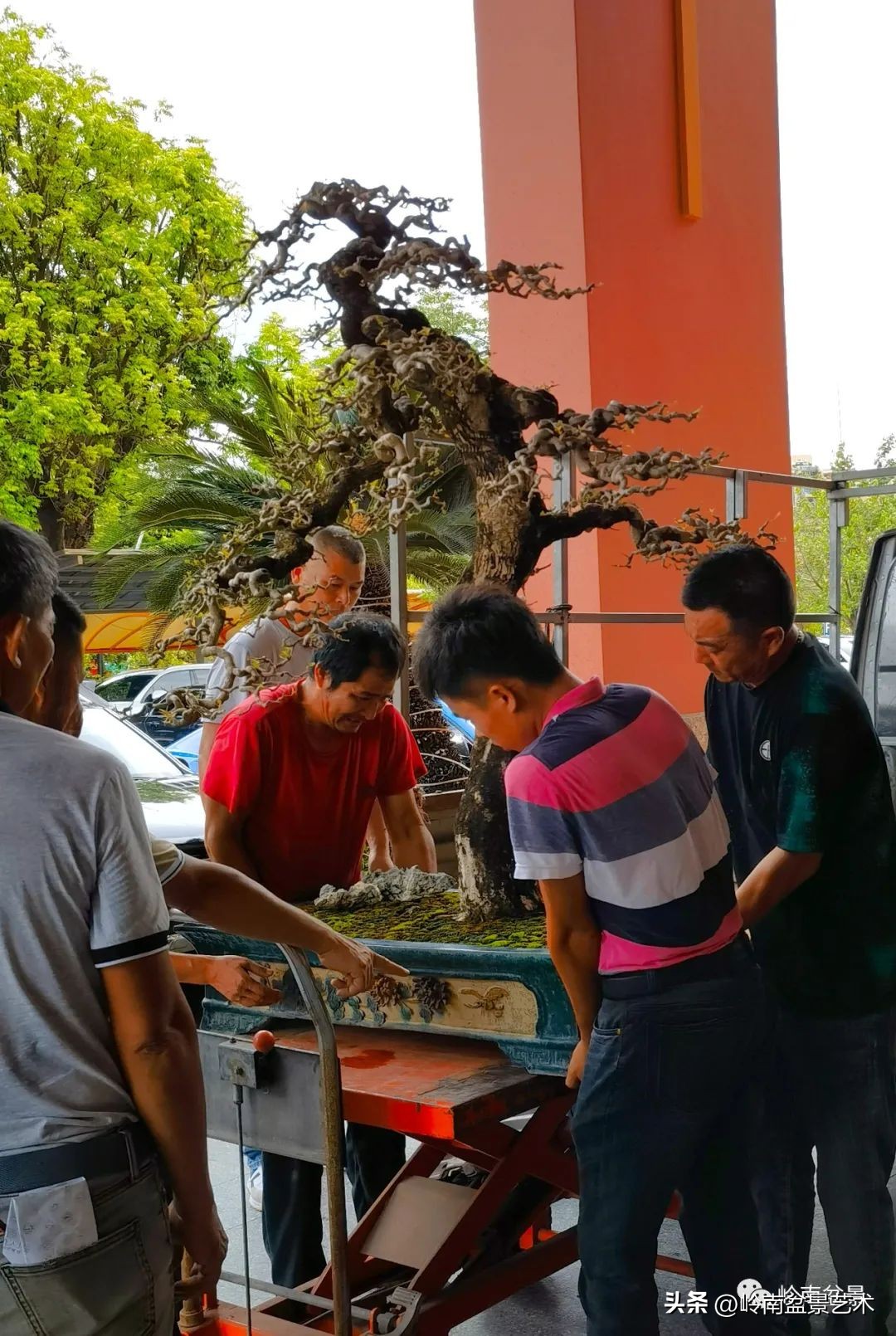 “不忘初心，开拓进取”——中山盆景协会第八届会员活动圆满成功
