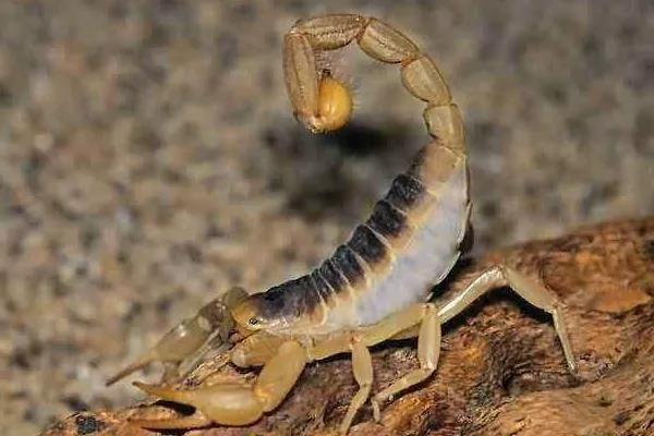 农村孩子夏天爱数蝎子