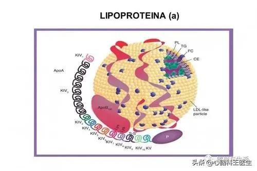 目前对脂蛋白a高的研究进展,脂蛋白a会遗传吗