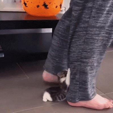 猫咪坐姿分辨性别,猫咪坐姿判断性别