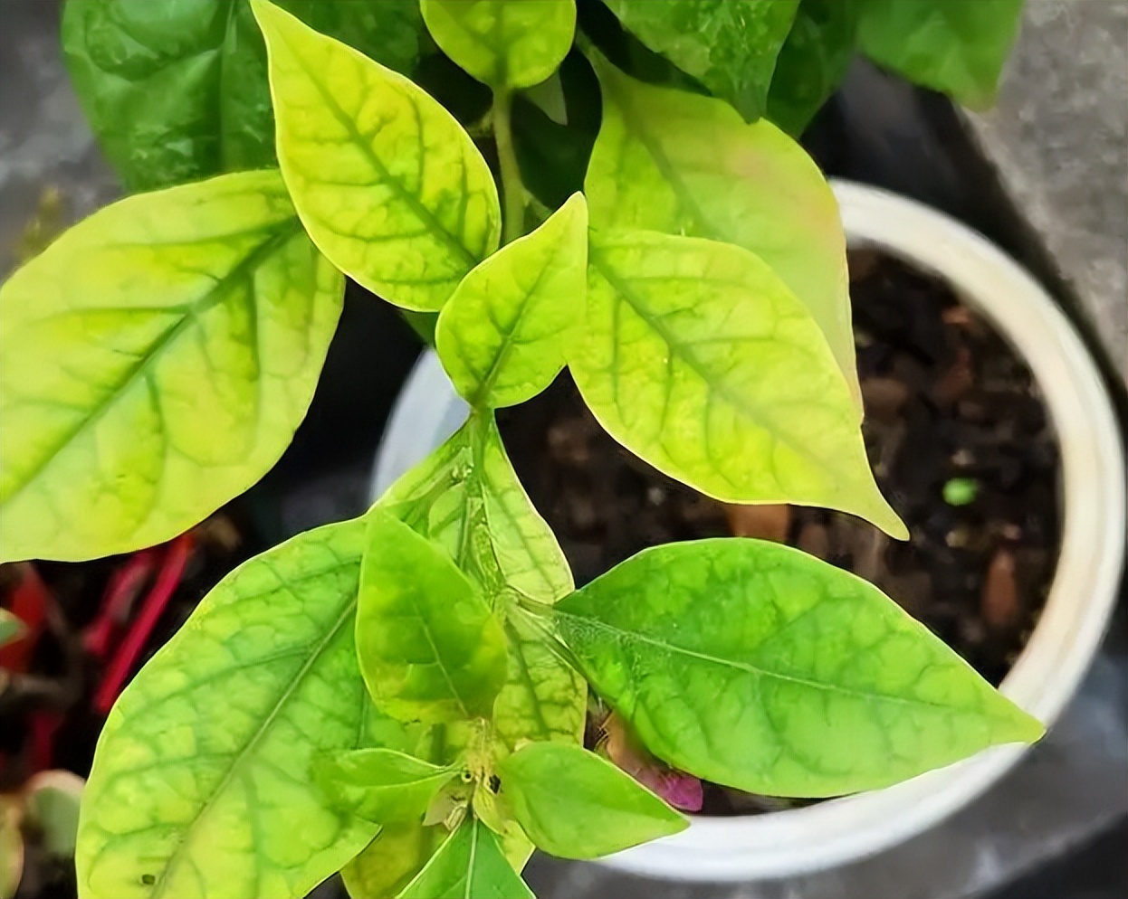 黄叶病如何阻止,黄叶烂根花怎么养最佳图文