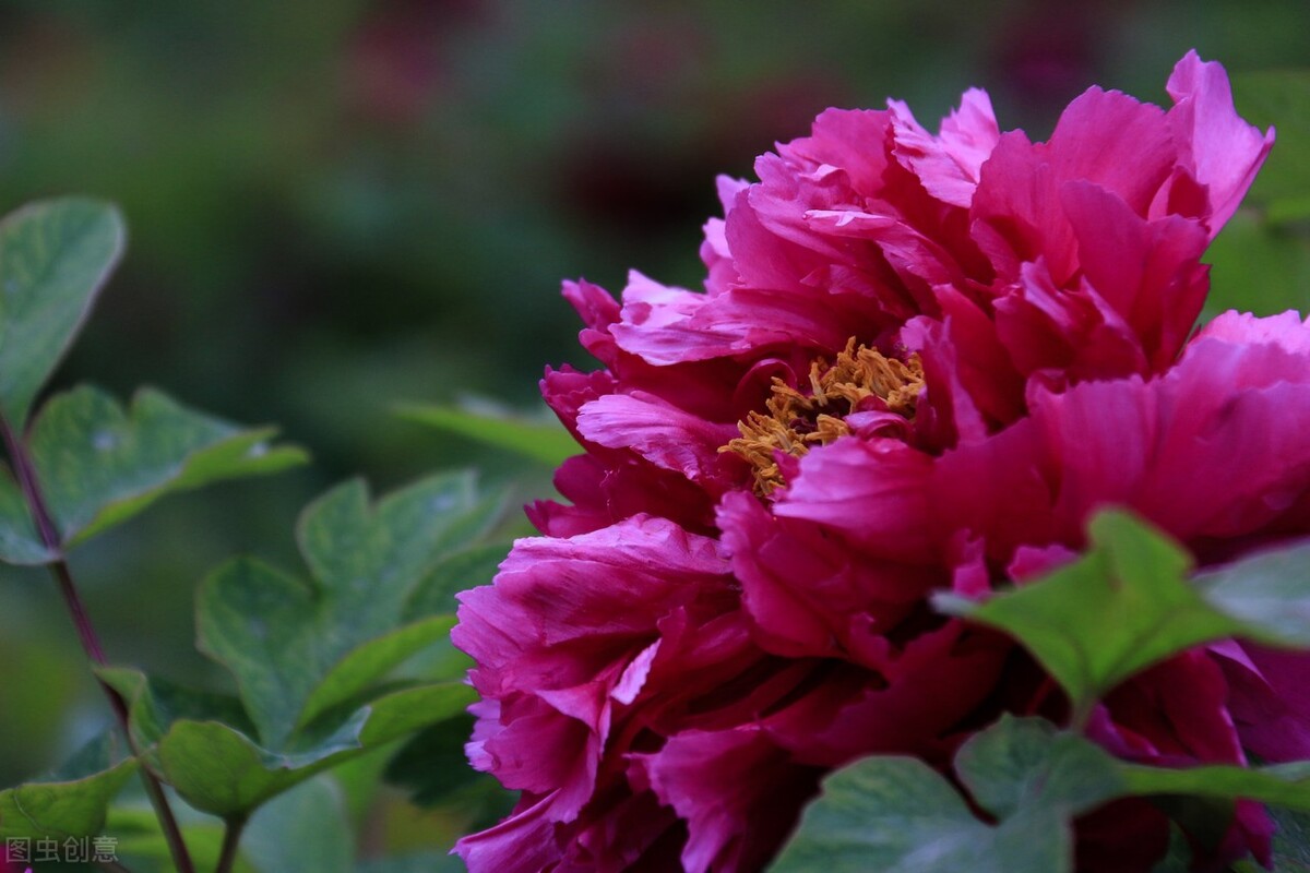 现在中国的国花是什么花,中国的国花应该是什么花呢