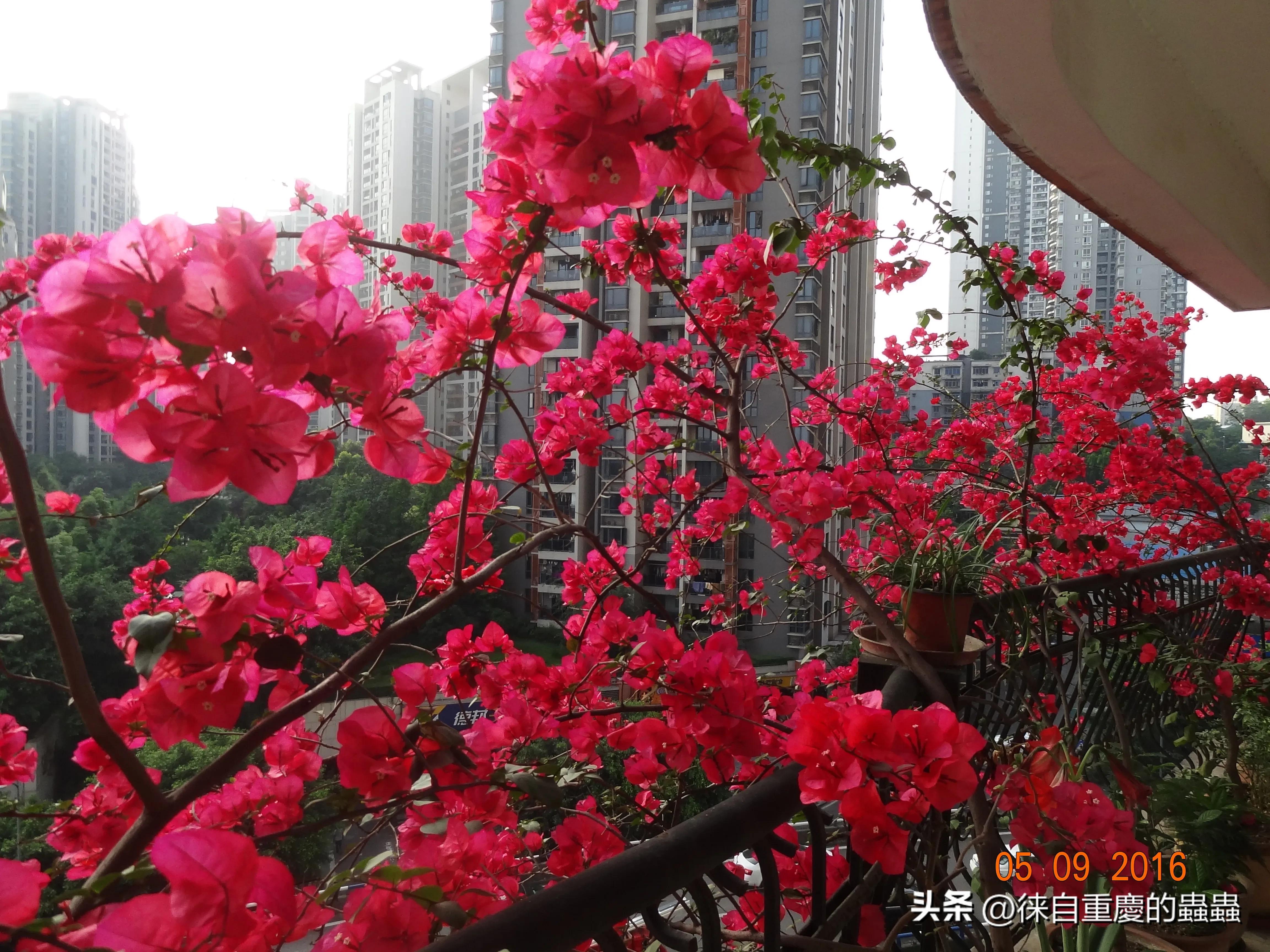 教授出没，风行草偃