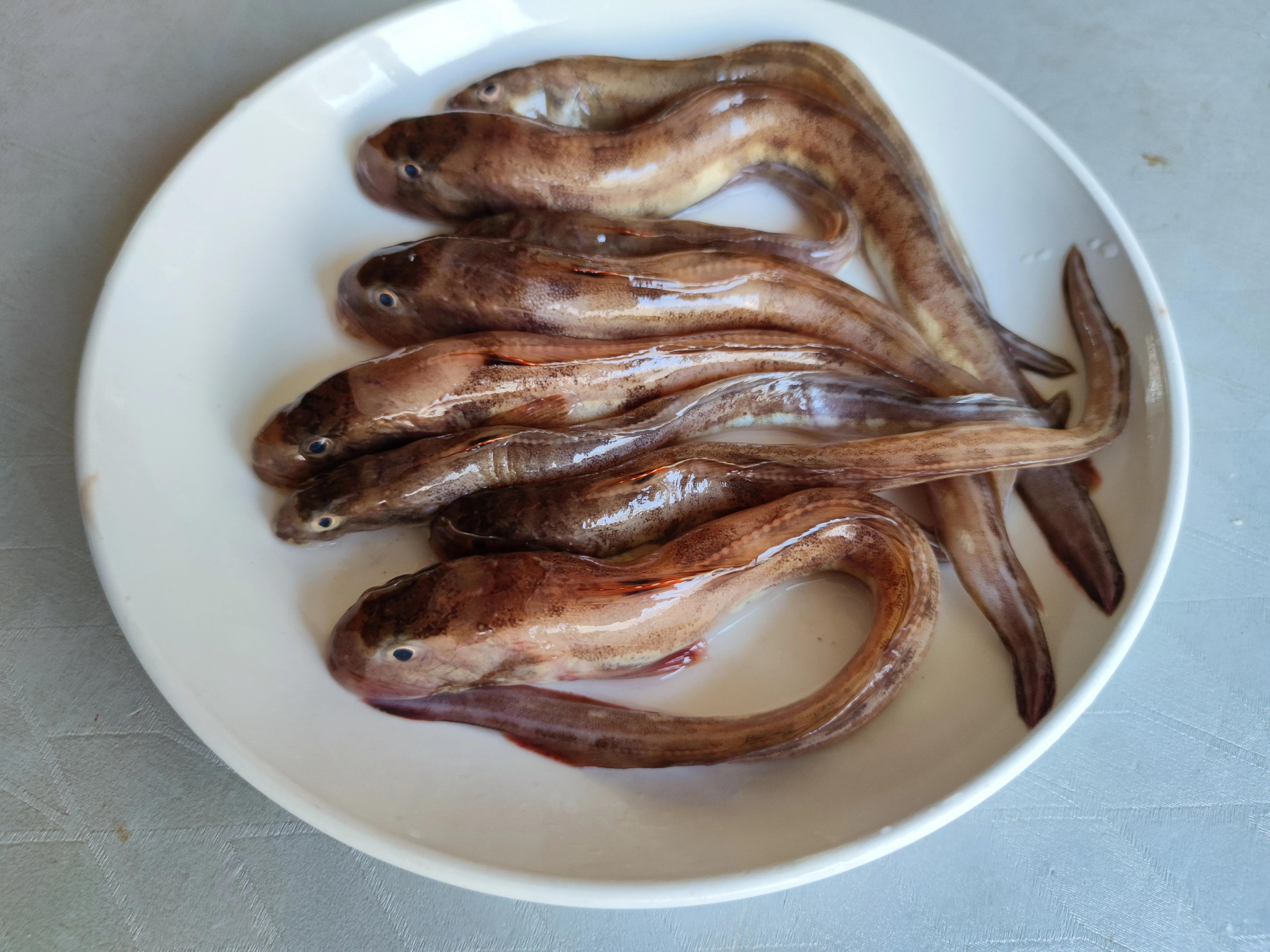 15种常见的海鱼,100种常见食用海鱼图谱