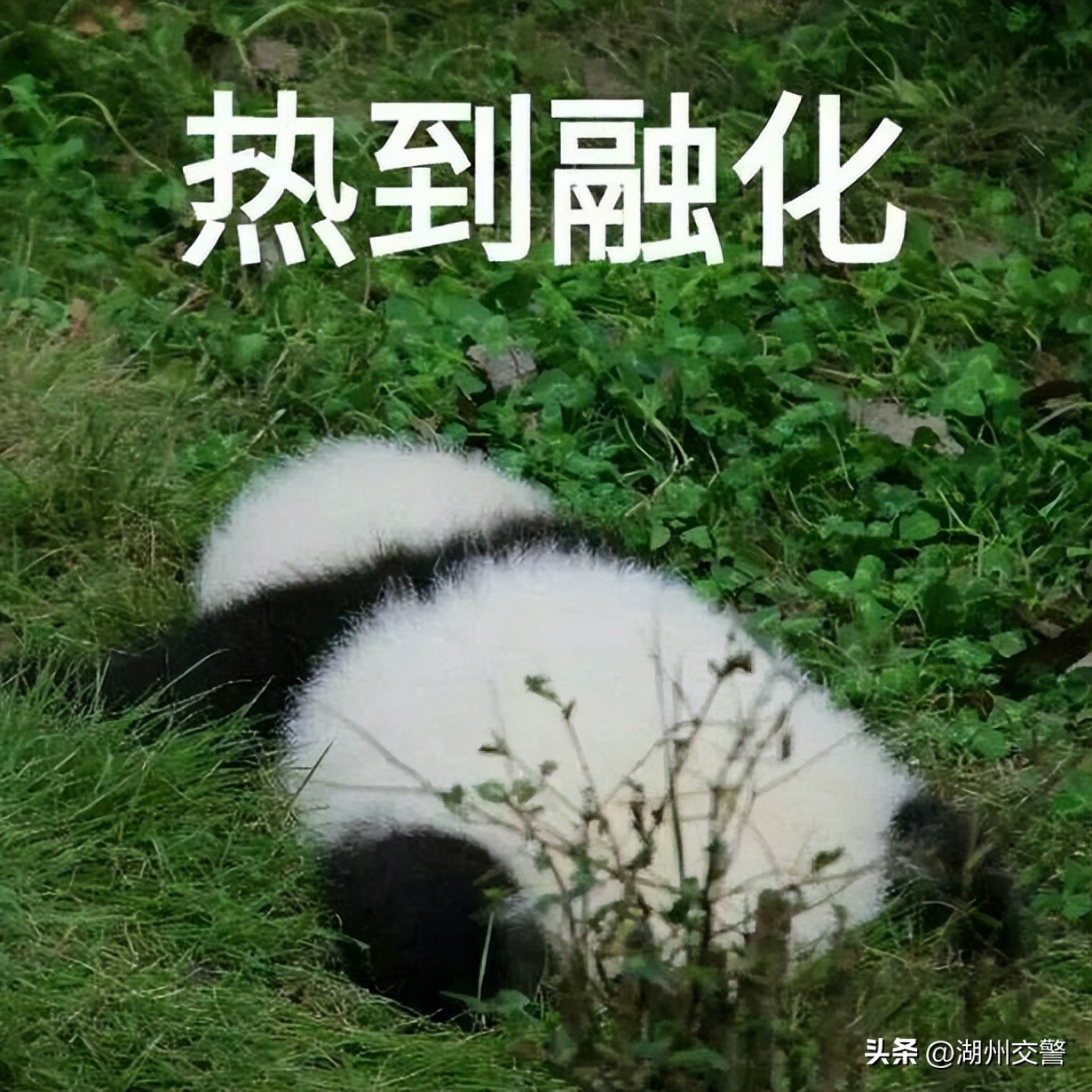 藿香正气水怎么喝防暑效果比较好,暑湿太重可以吃藿香正气水吗