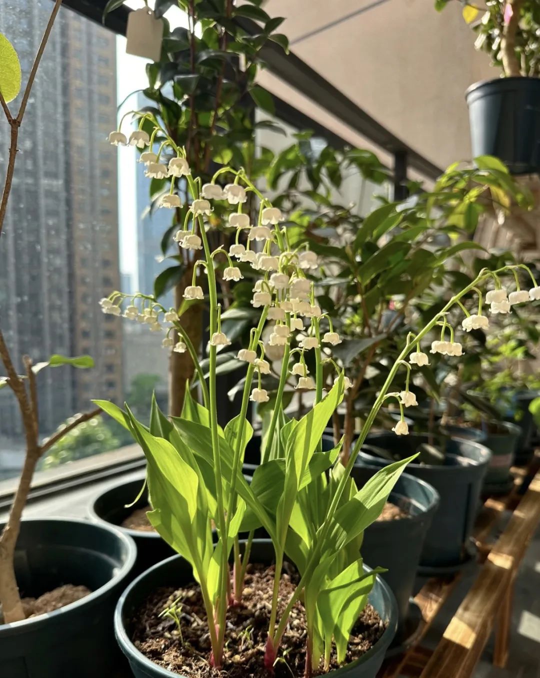 什么花好养又净化空气还漂亮,什么花好看好养抗冻还净化空气