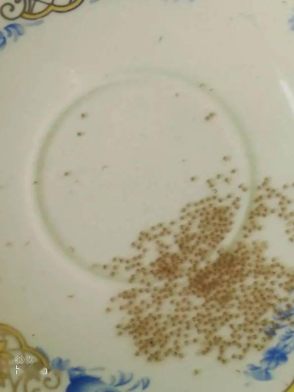 金波子一般熟悉环境多久开始繁殖,繁殖金波子用多大缸