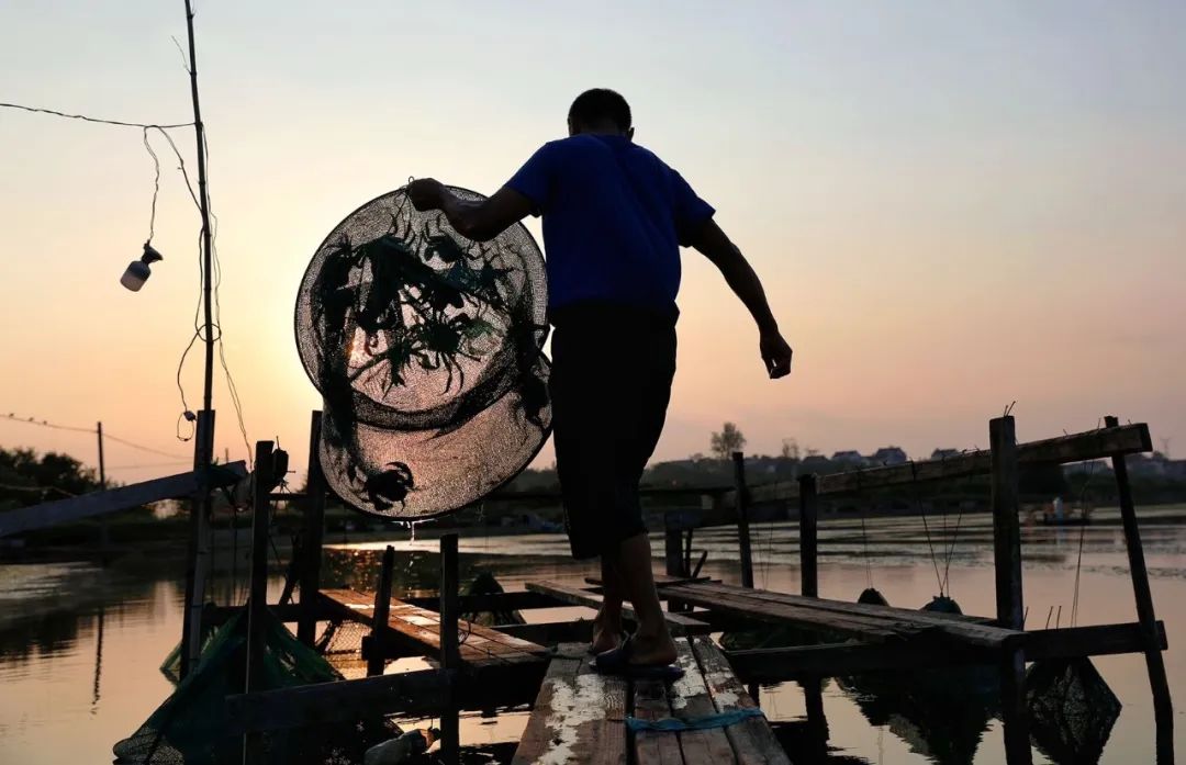 拼多多超大青蟹要多少钱,拼多多售阳澄湖大闸蟹仅凭一张证