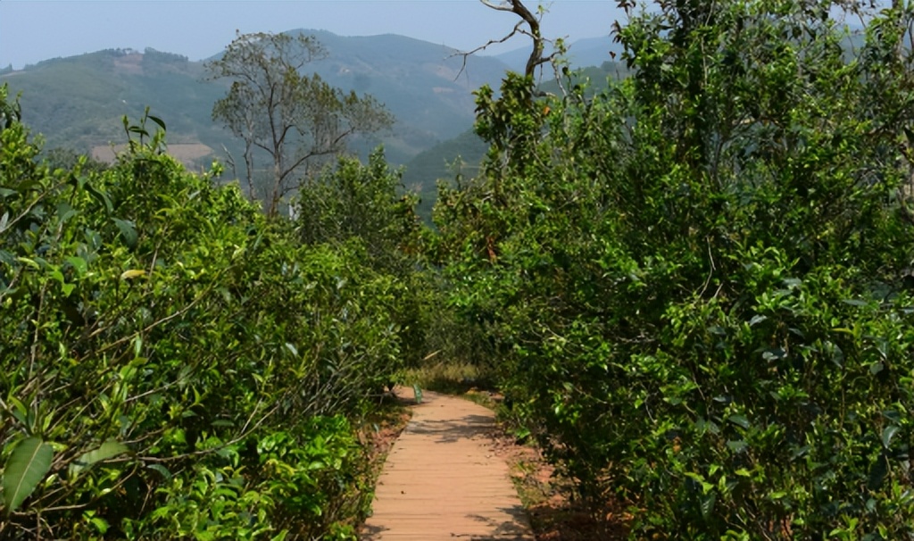 昔归茶为什么苦涩,昔归茶的寓意是什么