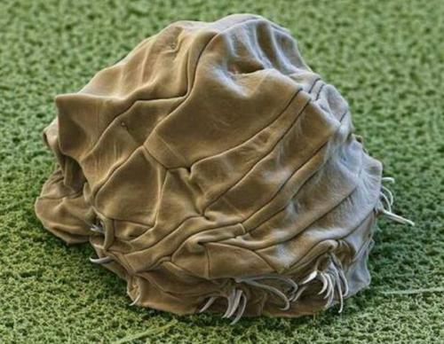 比老虎狮子豹子还厉害的五大动物,老虎狮子生存环境对比