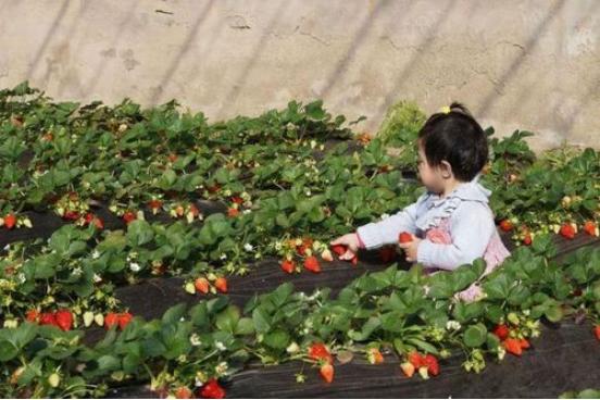 农村冷门生意赚钱项目,适合农村小本投资的项目