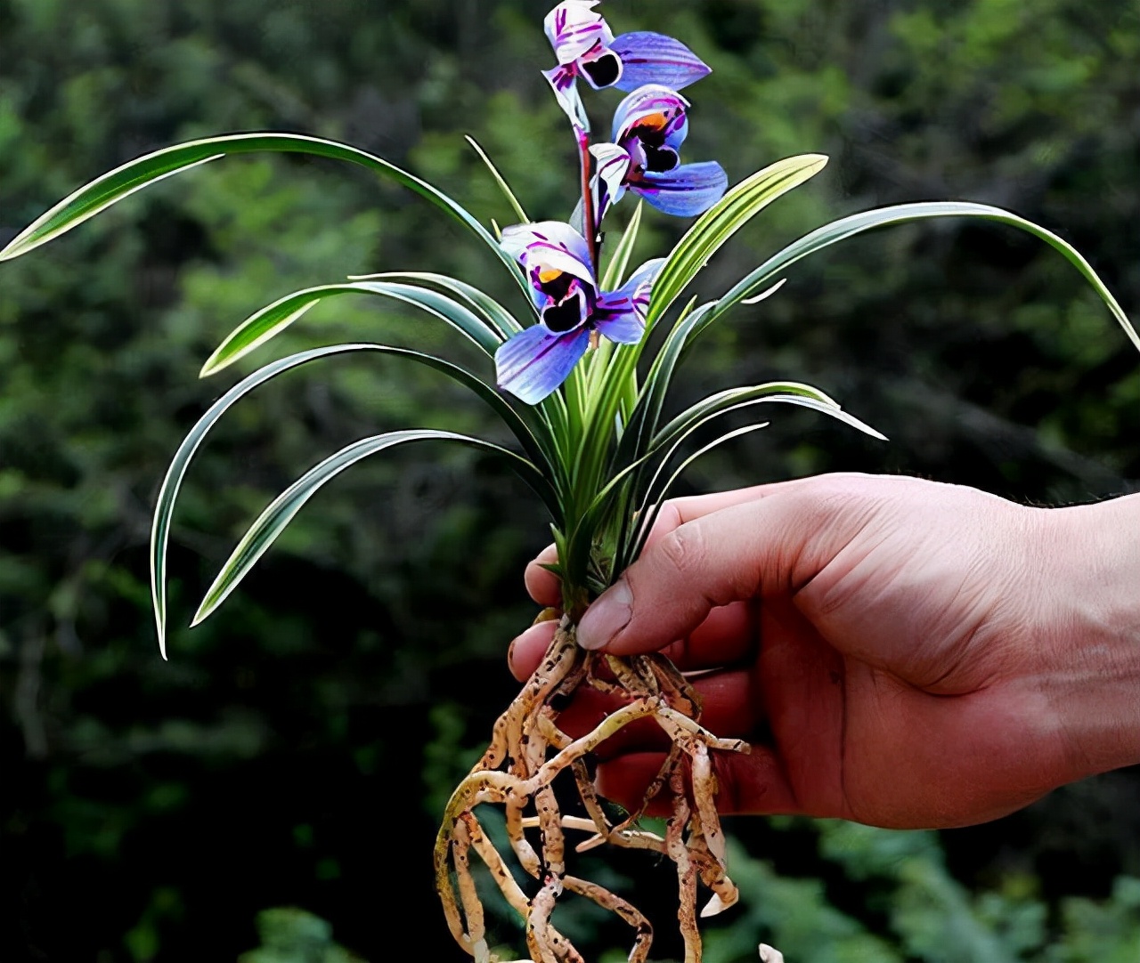建兰花开富贵好养吗,建兰富贵红荷简介