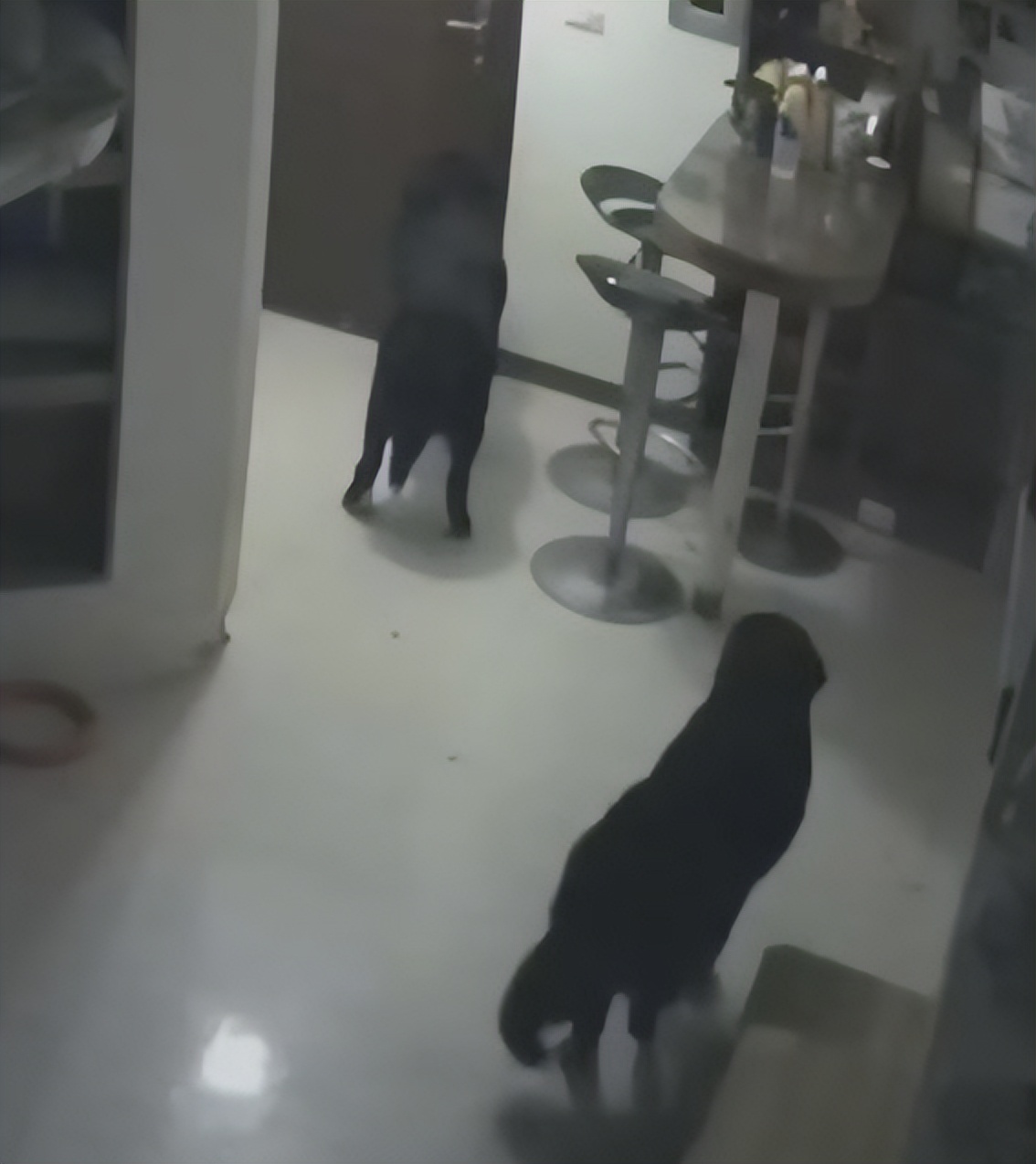 狗狗半夜无故吠叫，主人查看监控吓坏了：门把手在动