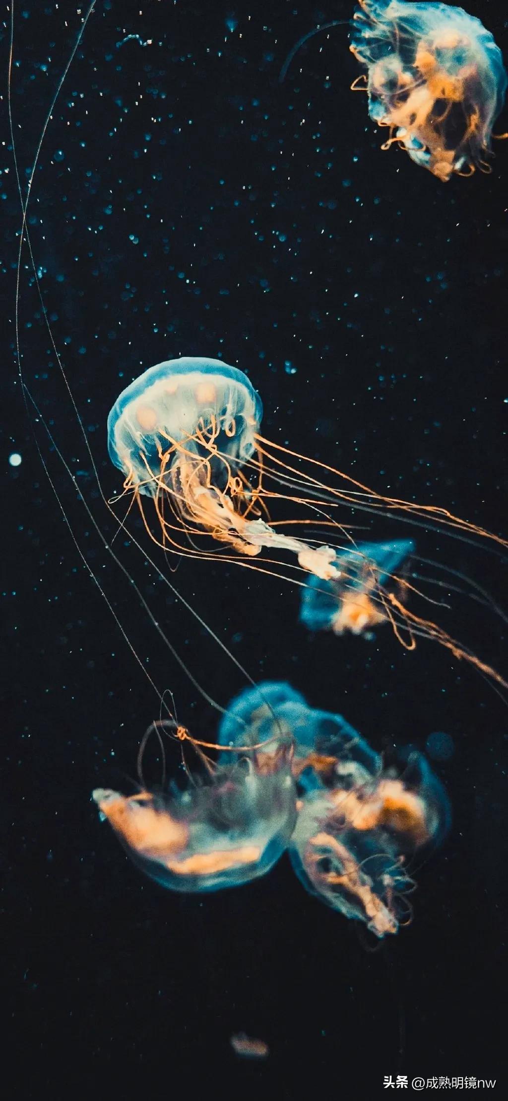 奇怪又美丽的水母,透明漂亮的水母