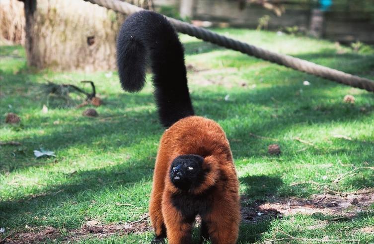 拯救狐獴,拯救狐猴