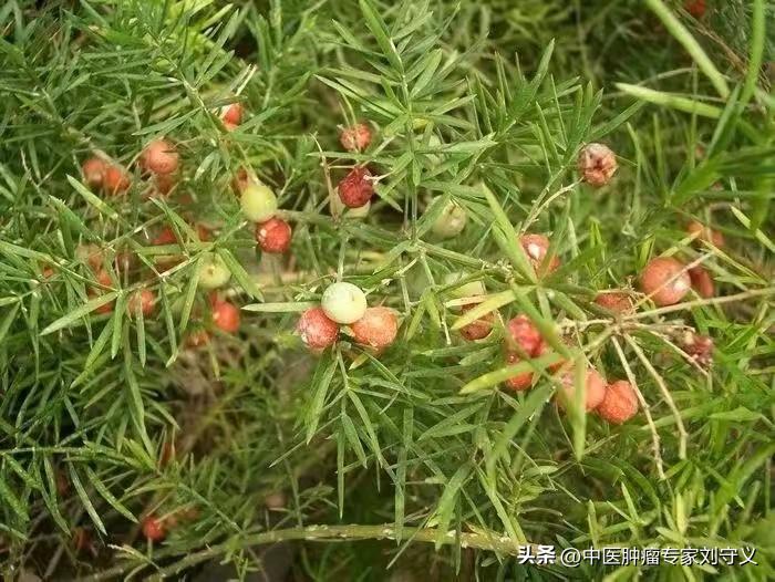 中药天冬抗肿瘤作用,天冬滋阴药方