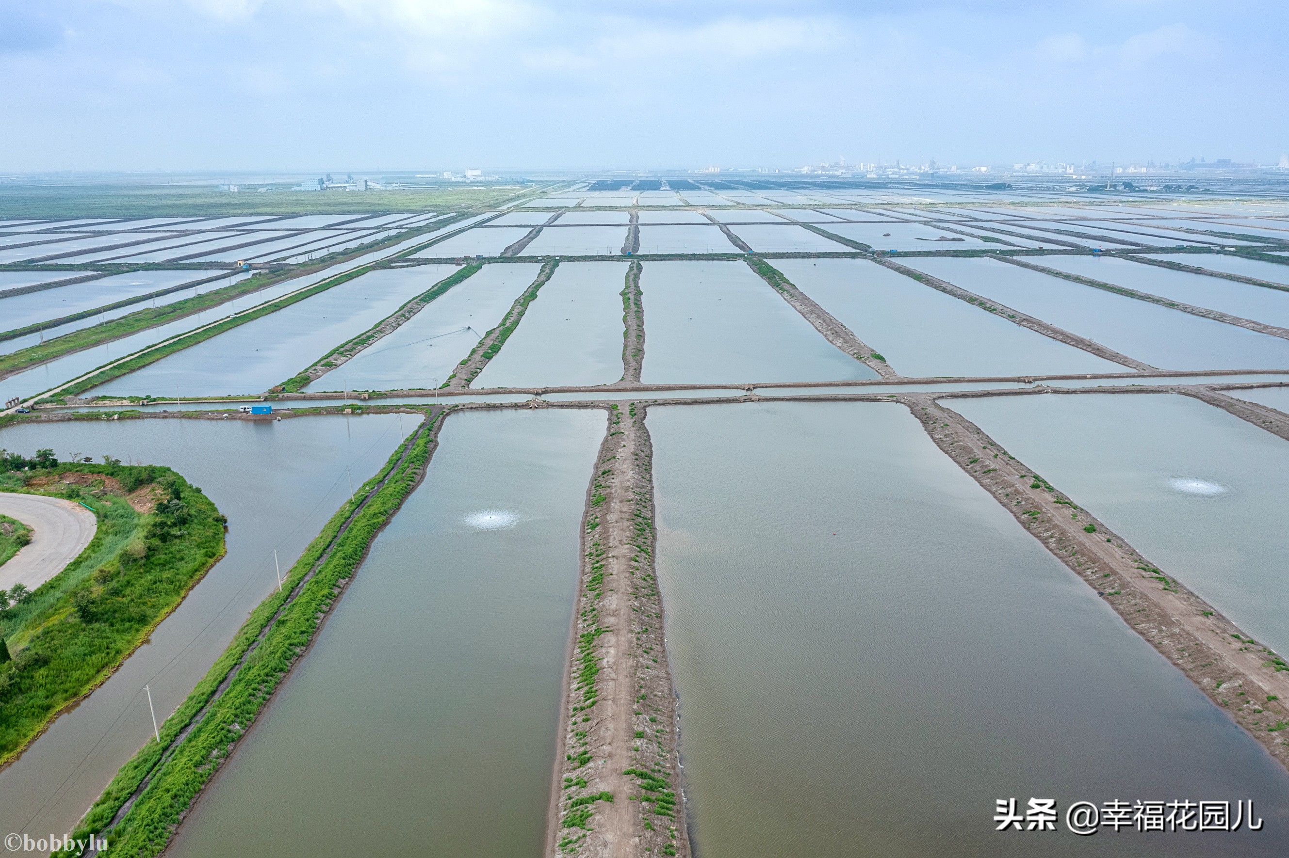 美味河豚有多金贵？养殖就有多娇贵！十里海河豚小镇探秘美食之源