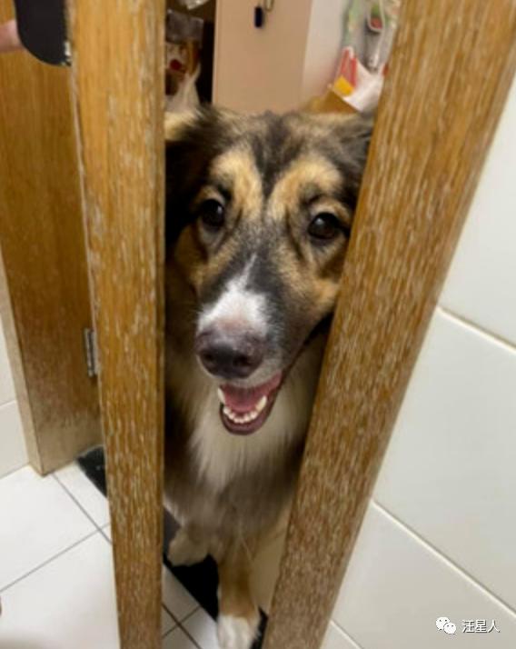 妹子半夜上厕所，家里的狗子非要跟着，结果……被它萌翻了
