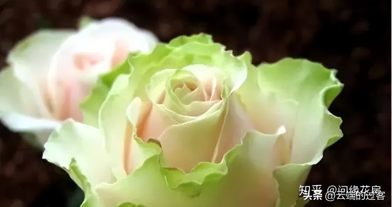 1到99朵玫瑰的含义图片,1到99朵玫瑰花语是什么