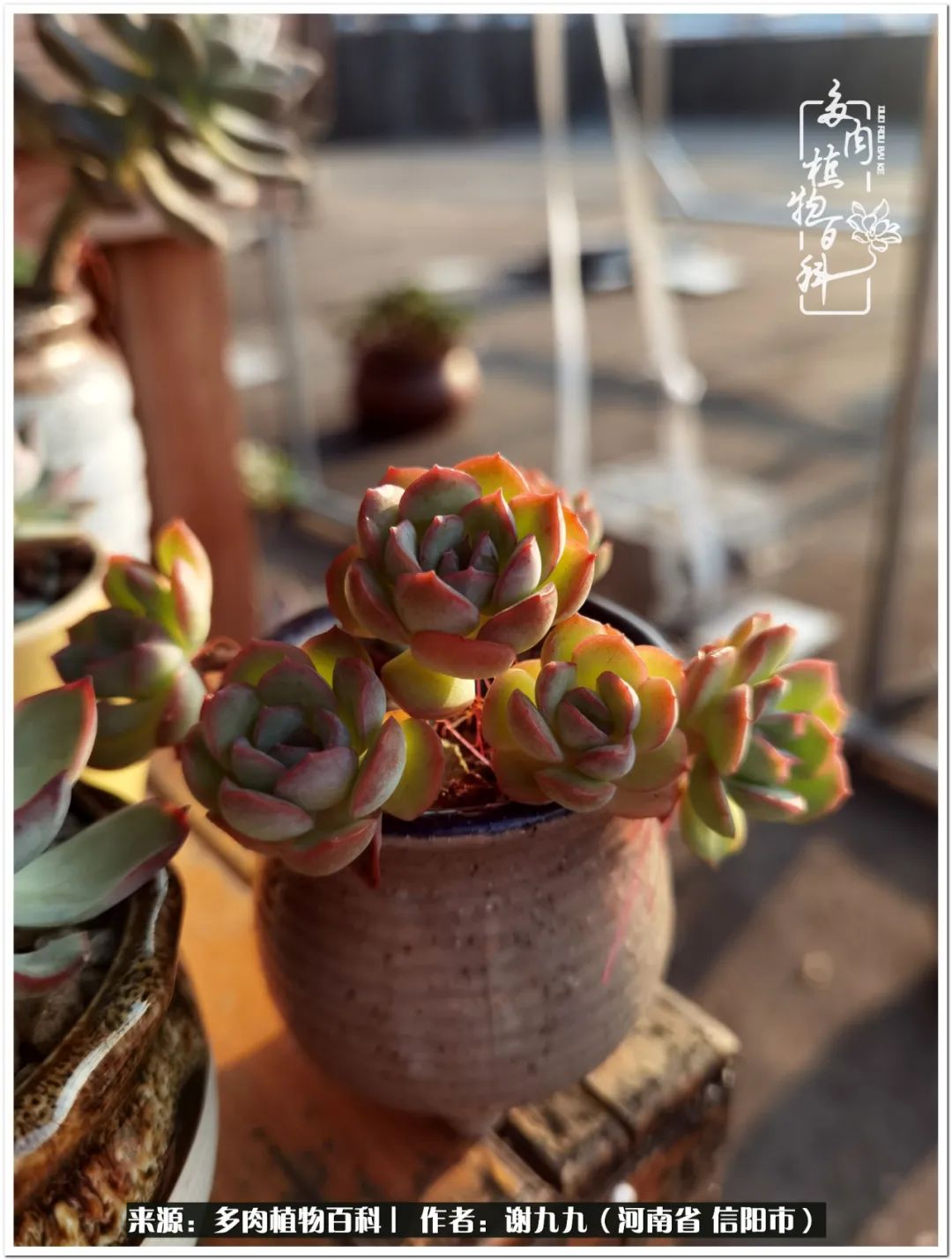 与多肉植物在一起的感怀,与多肉同行