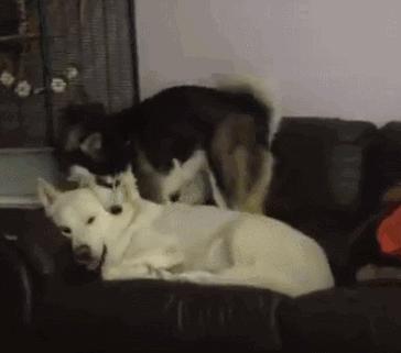 公狗和母狗之间，是如何配种的？