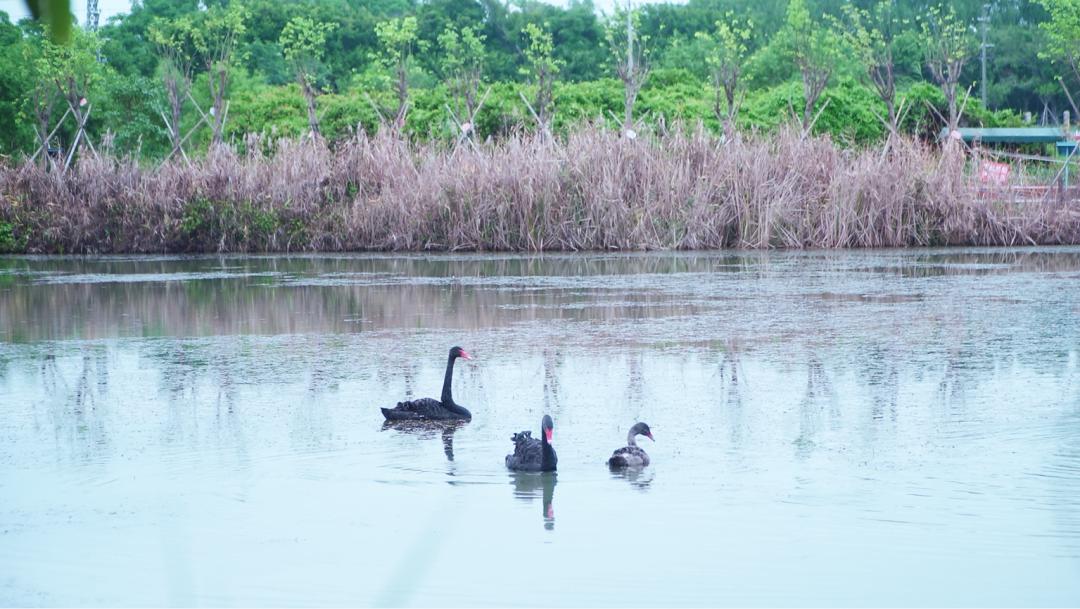 爱牙护牙健康知识优质课,爱牙护牙去哪里学习