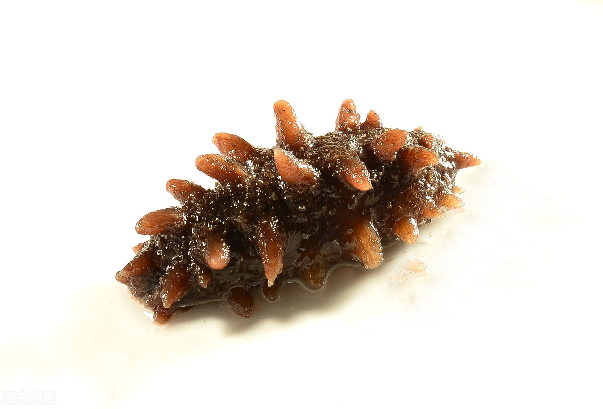 海参也能造假吗,海参到底是不是正经