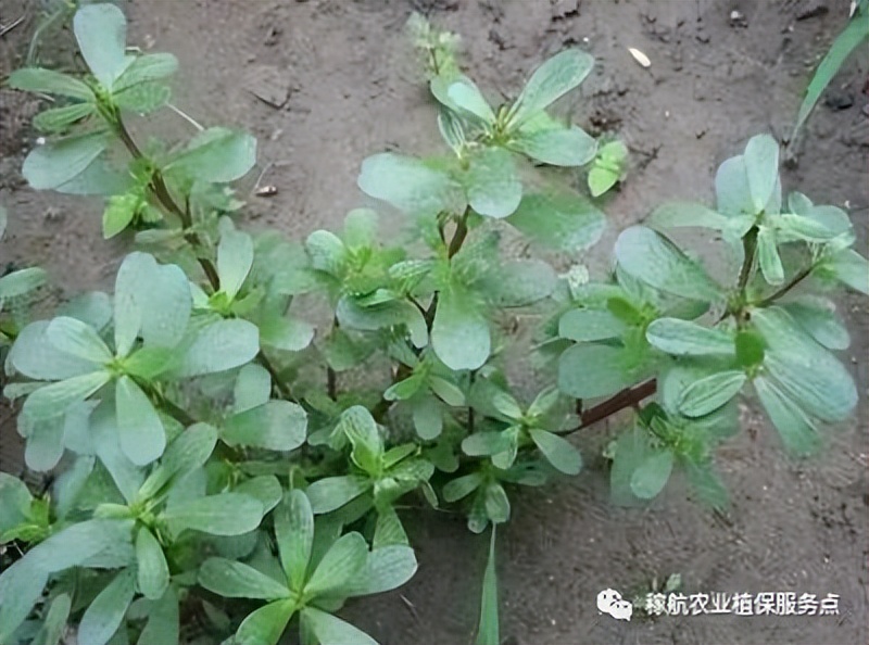 草甘膦这样复配，除草干净又彻底