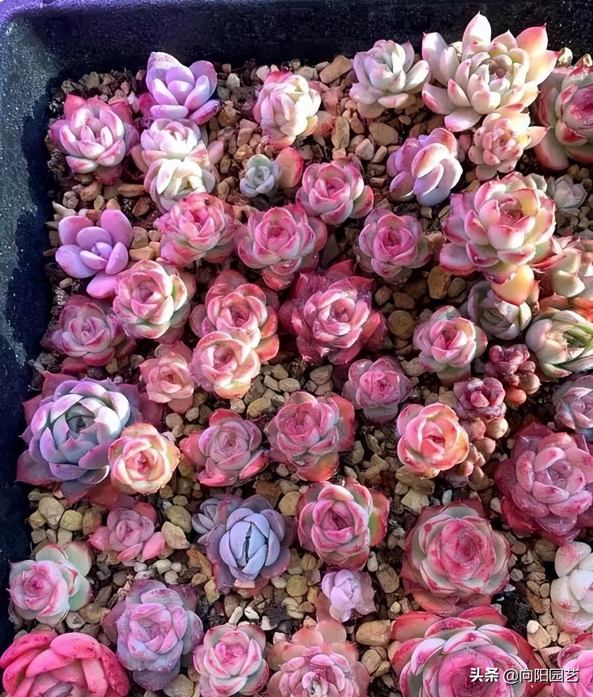 网上买的多肉，为啥养不活？多肉质量有问题，养护技术不足