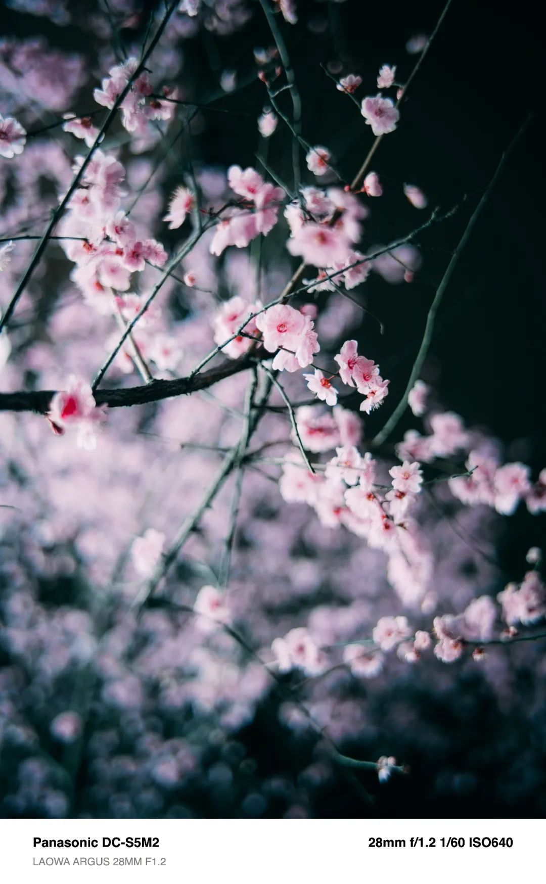 氛围感和画质我全都要！国产老蛙28mm大光圈镜头新品测评