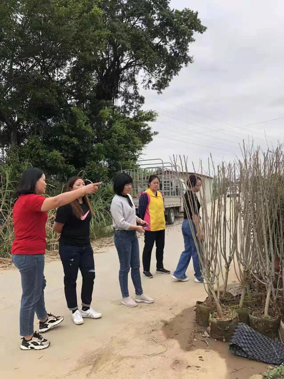 单笔线上订单突破百万，“探花姐姐”模式能全国推广吗？