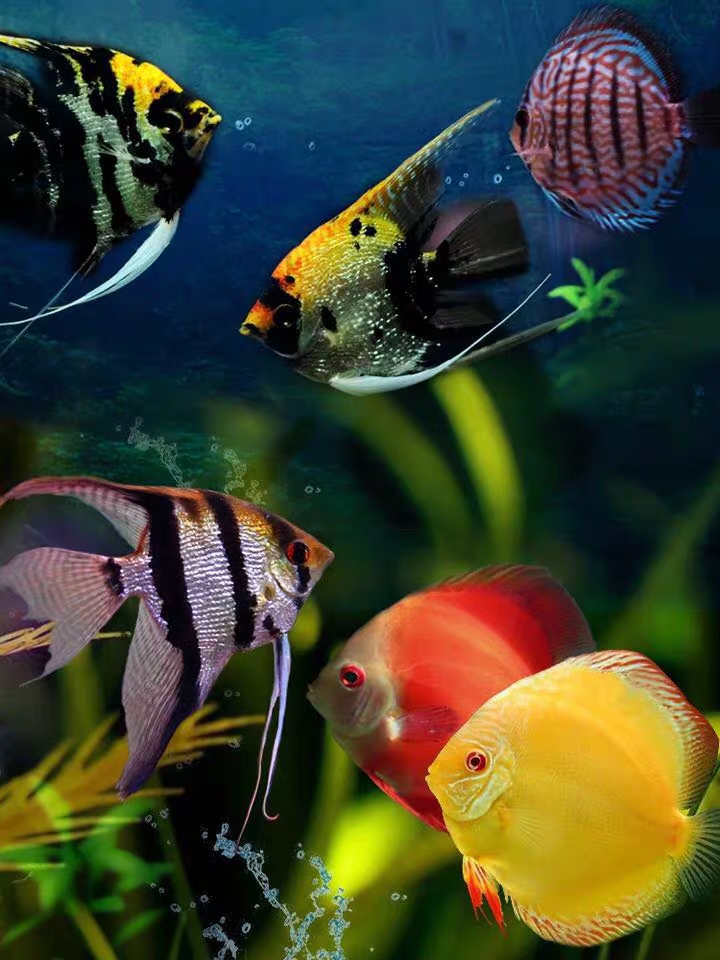 热带鱼漂亮吗,认识热带鱼幼儿视频