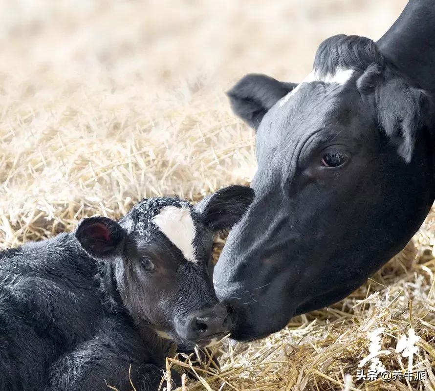 围产期奶牛饲养管理,散栏式牛舍剖面设计图