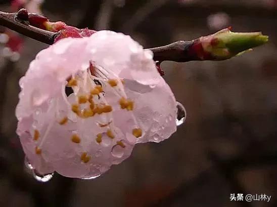 五颜六色的花朵养眼舒心,灵动秀美的花朵图片