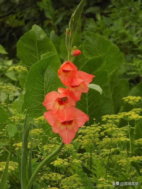 养花养成“花草杀手”，就养这些5种球根花，好看好养还有大用处